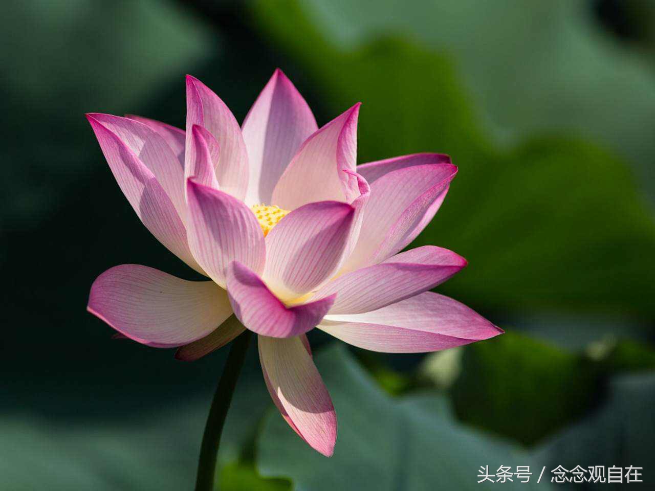 耶输陀罗与悉达多太子同床异梦，其中到底有何玄机？