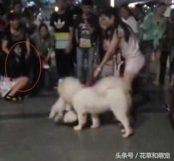 萨摩耶发飙咬其他狗,萨摩耶呲牙咧嘴凶主人被打