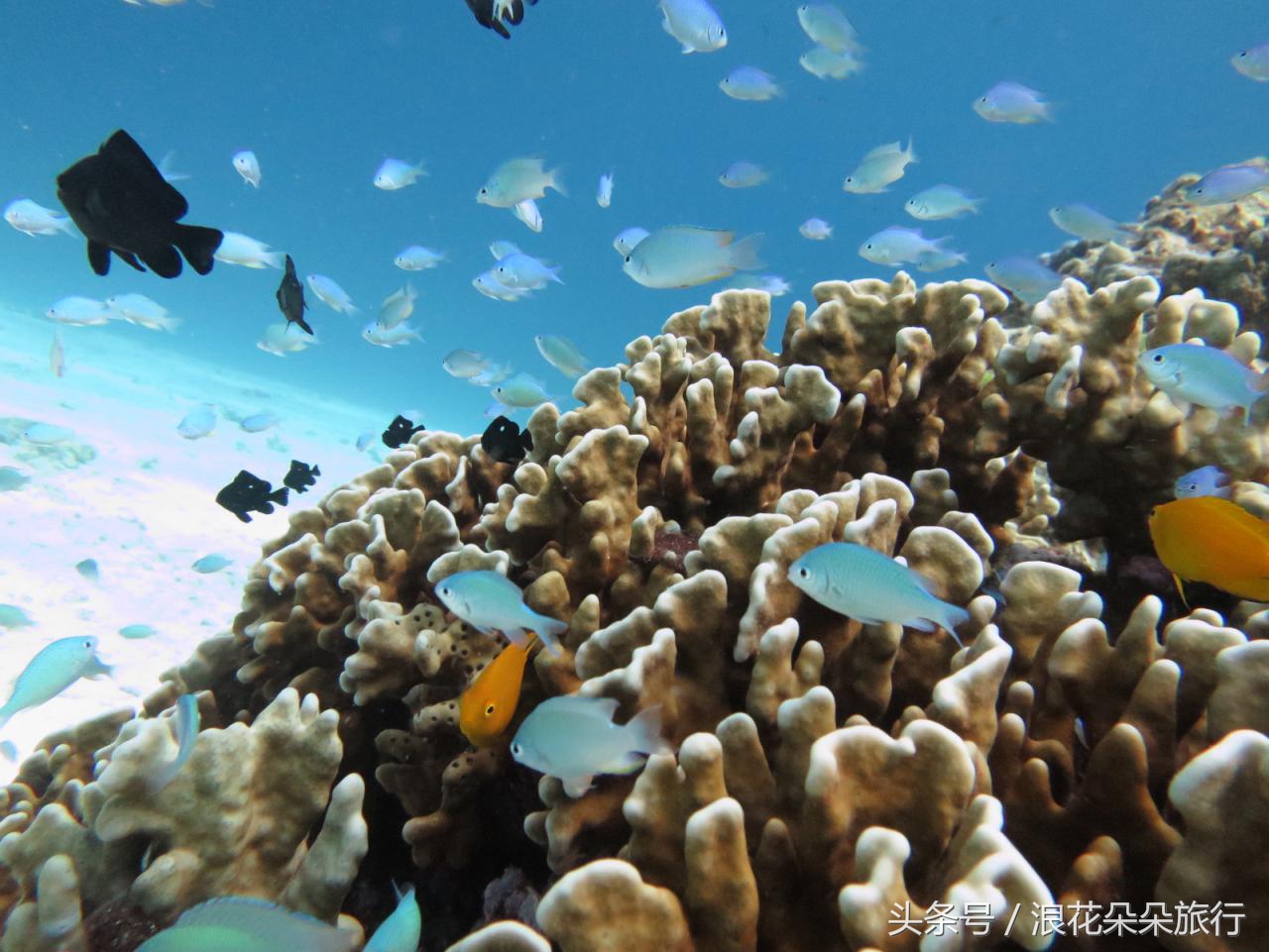 普吉岛深潜深度解析,普吉岛浮潜和深潜有什么区别