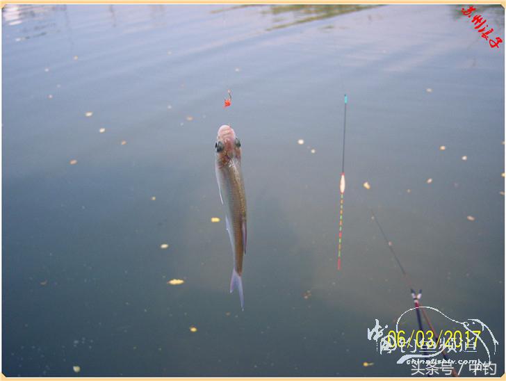 先分后合，爽钓半天