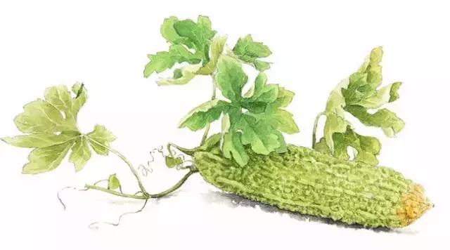 夏天你能尝到什么,夏天嘴里苦