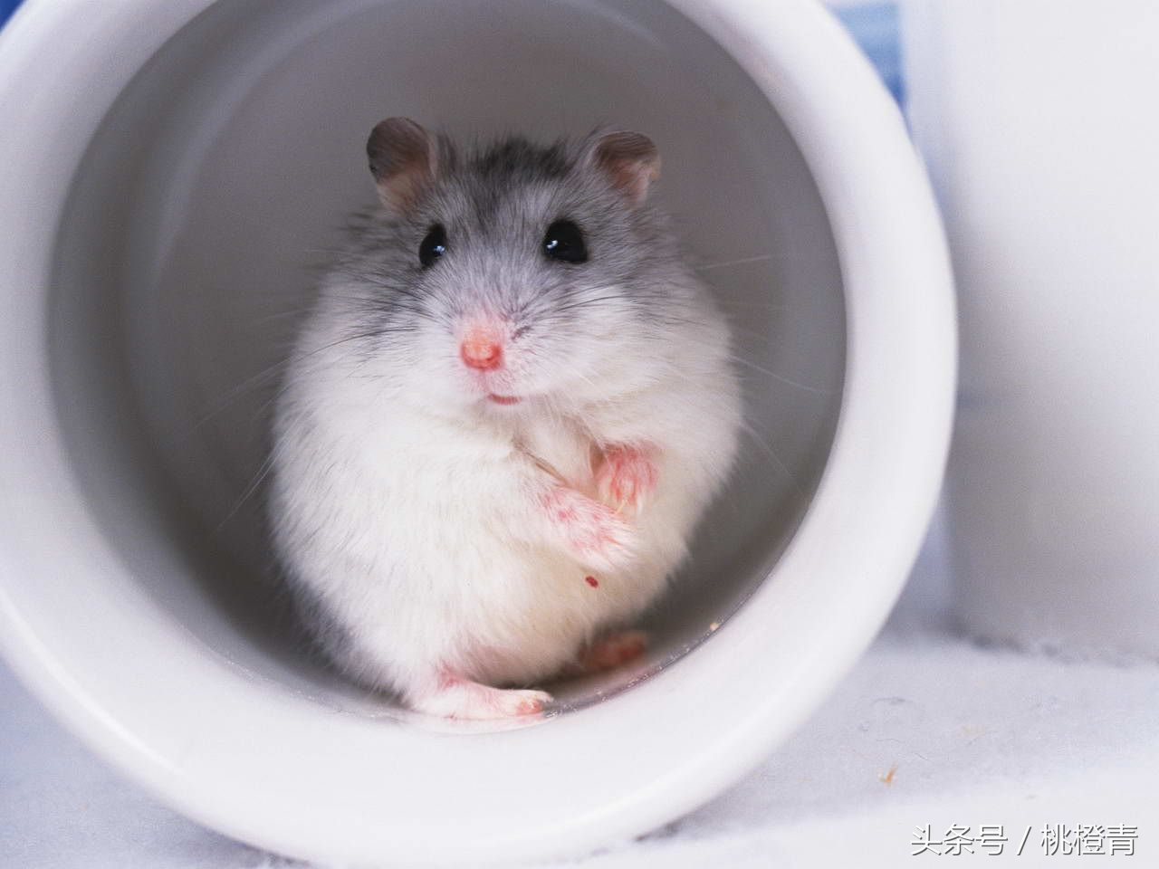 仓鼠喂养关注事项,喂养仓鼠的关注事项