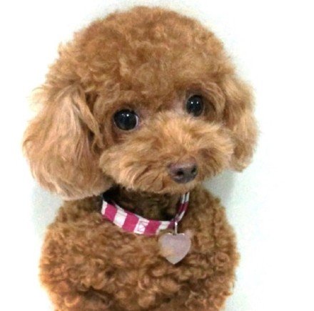 小泰迪的嘴巴好臭怎么办,你们家泰迪都喂什么东西