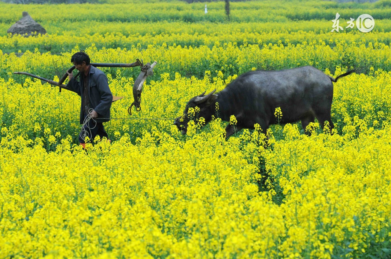 僵牛的表现,僵牛治好后长得快吗