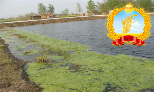 水稻青苔怎么消灭,如何防止稻田长绿苔病害