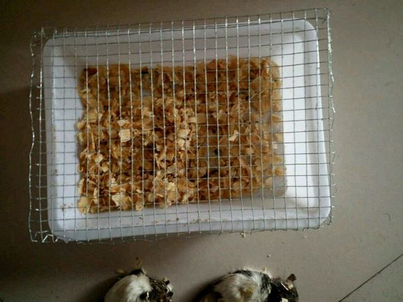 在网上买了六只花枝鼠，货到后打开一看，整个人都傻掉了