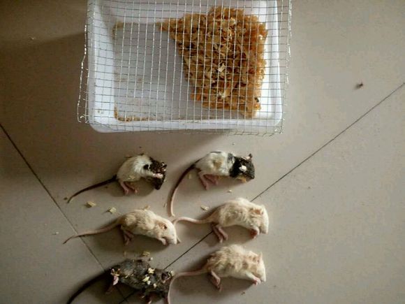 在网上买了六只花枝鼠，货到后打开一看，整个人都傻掉了