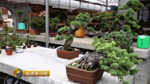 小盆栽生意赚钱吗,小盆栽几万块