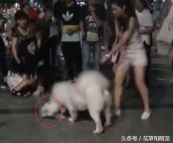 萨摩耶发飙咬其他狗,萨摩耶呲牙咧嘴凶主人被打