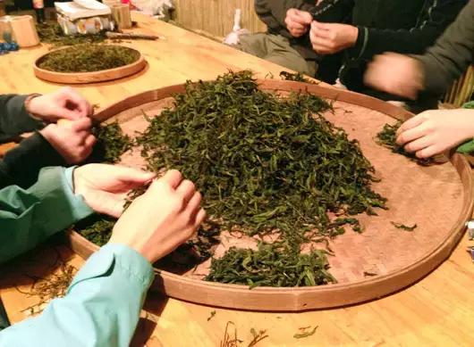 针对岩茶，拣茶梗究竟有多重要？