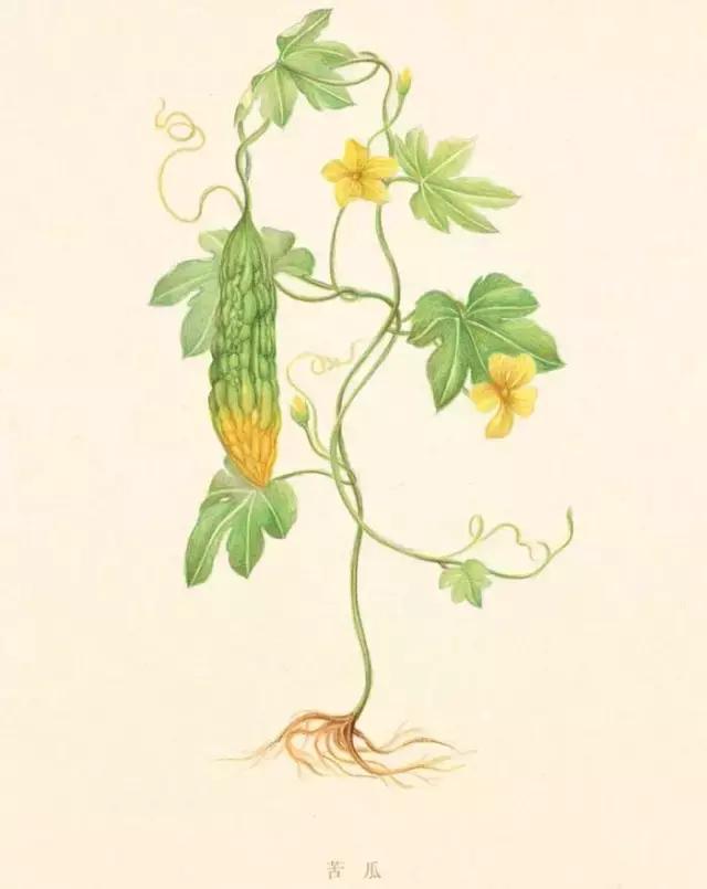 夏天你能尝到什么,夏天嘴里苦