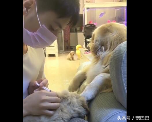 狗狗主人拿针扎狗狗后续,主人用针扎金毛