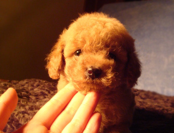 小泰迪的嘴巴好臭怎么办,你们家泰迪都喂什么东西