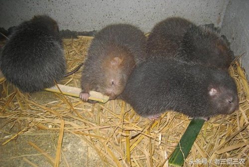 农村致富之路有哪些,农村发家致富的道路有哪些