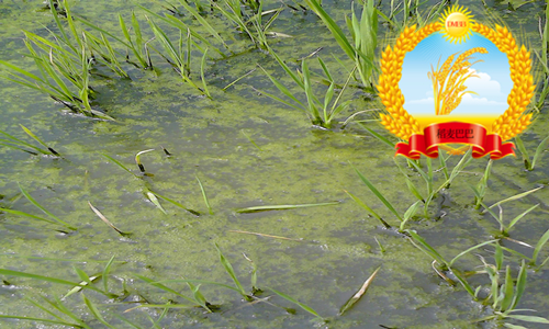 水稻青苔怎么消灭,如何防止稻田长绿苔病害