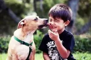 教狗狗握手它一直舔你手怎么办,狗狗喜欢舔人怎么纠正