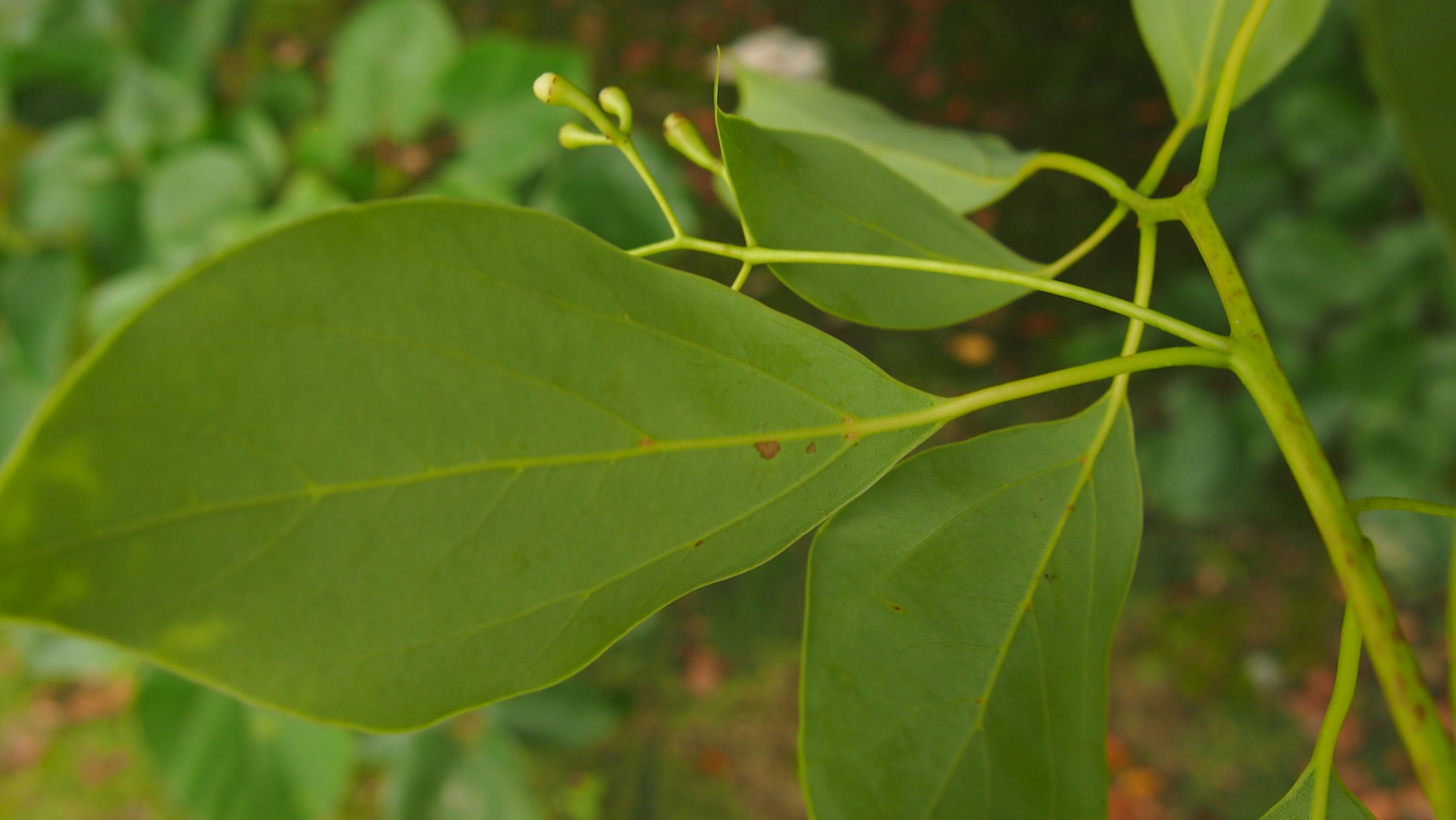 樟脑香气扑鼻,樟字名字意义