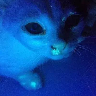 梅雨季猫癣症状,天气连续潮湿猫癣高发期