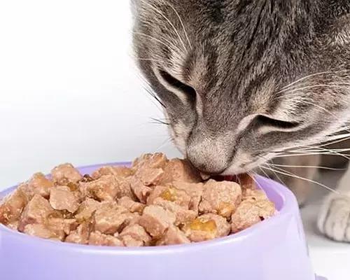 梅雨季猫癣症状,天气连续潮湿猫癣高发期