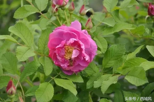 都说台湾民宿有特色，现在，昌吉也有了这样的好地方，它的名字叫芸农庄