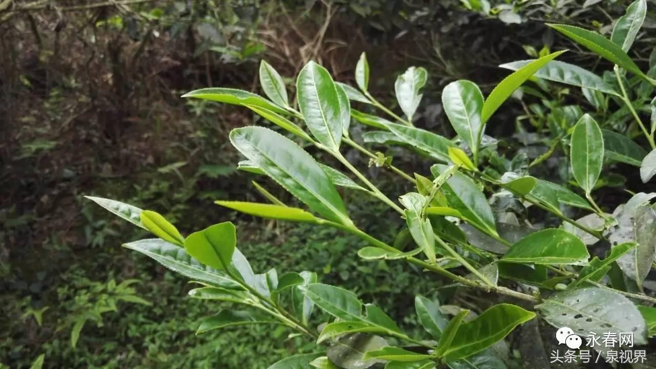 揭秘“一壶好茶”背后的点滴沉淀—永春网专访永春水仙茶王黄金友