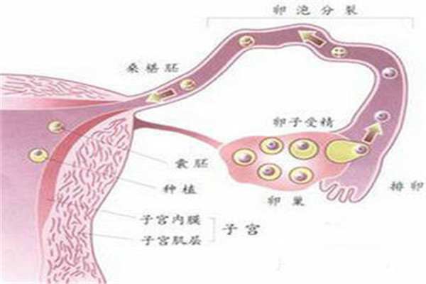 想要生二胎怎么办,结婚没生过小孩输卵管会堵吗