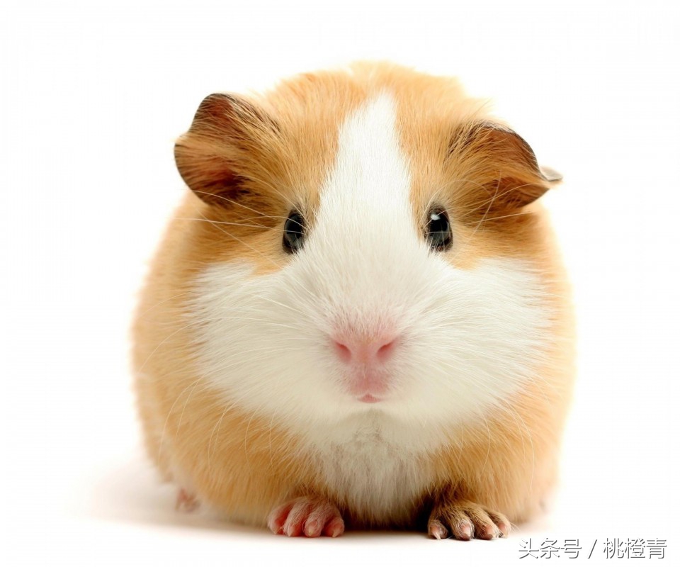 仓鼠喂养关注事项,喂养仓鼠的关注事项