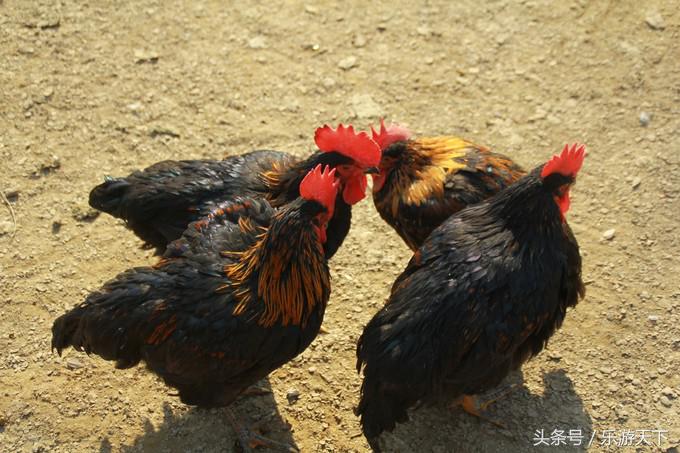 郑州思念果岭是森林公园吗,郑州思念果岭高尔夫球场