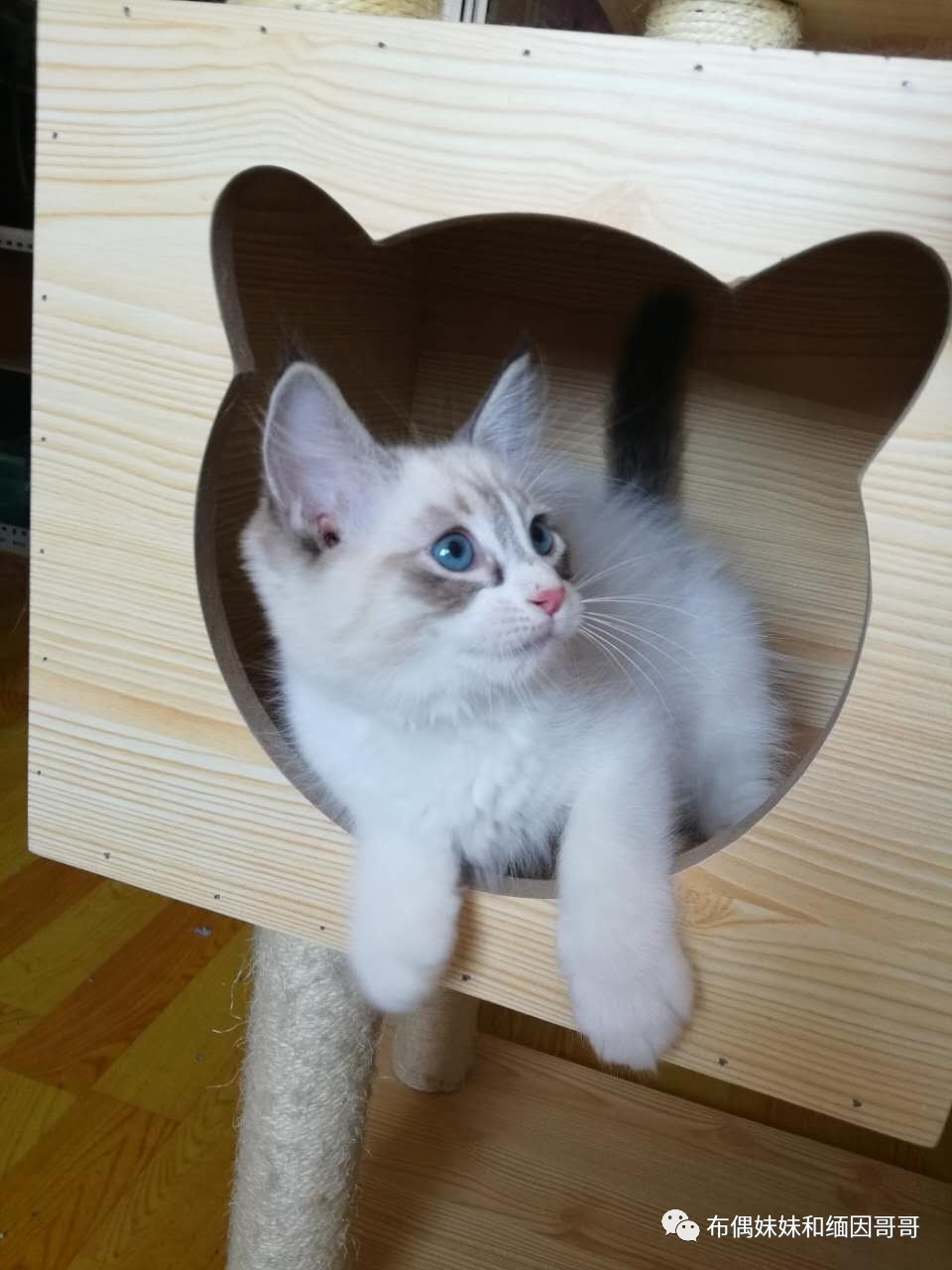 猫癣真的可怕吗,猫癣真的那么可怕吗