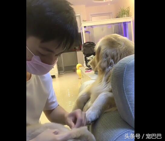 狗狗主人拿针扎狗狗后续,主人用针扎金毛