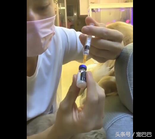 狗狗主人拿针扎狗狗后续,主人用针扎金毛
