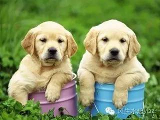 樊哙是不是绝后了,樊哙为什么杀狗不杀猪呢