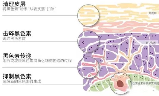 痘印区分,怎样判断自己是痘印还是痘坑