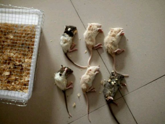 在网上买了六只花枝鼠，货到后打开一看，整个人都傻掉了