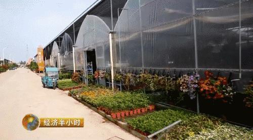 小盆栽生意赚钱吗,小盆栽几万块