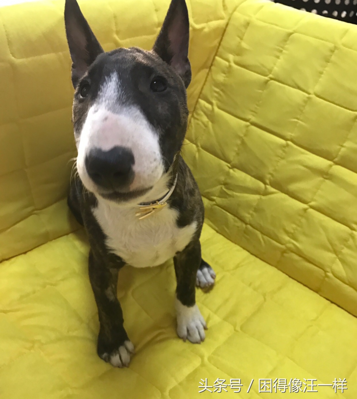 狗狗爪爪的杂毛要不要清理,怎么护理狗狗的爪爪