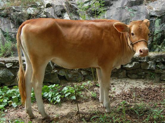 1985年属牛正月十五出生,1985年属牛几月出生最好最旺