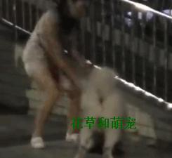 萨摩耶发飙咬其他狗,萨摩耶呲牙咧嘴凶主人被打