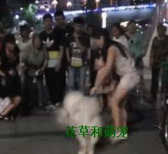萨摩耶发飙咬其他狗,萨摩耶呲牙咧嘴凶主人被打