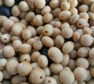 为什么红豆容易生虫,红豆生虫是怎样的