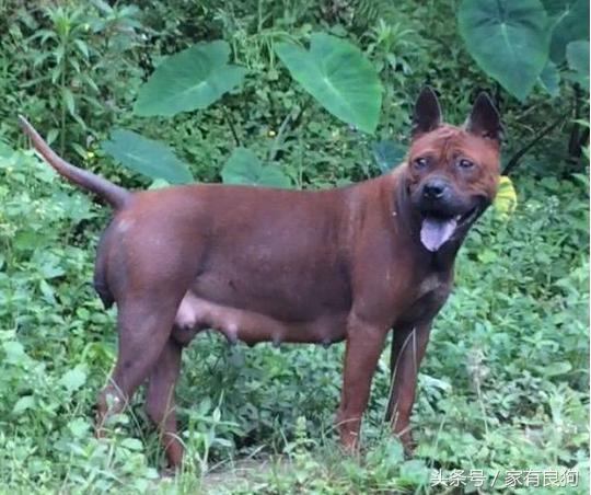 中国顶级川东猎犬,川东猛犬