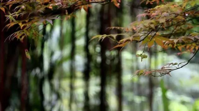 在他们的镜头下，锦城湖又美出了新高度