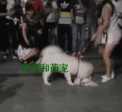 萨摩耶发飙咬其他狗,萨摩耶呲牙咧嘴凶主人被打