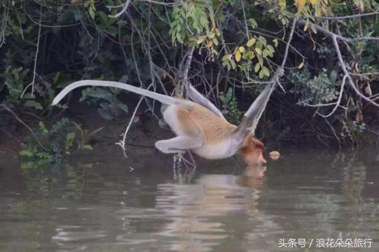 被二货哄去沙巴，我的入坑之旅浪花朵朵
