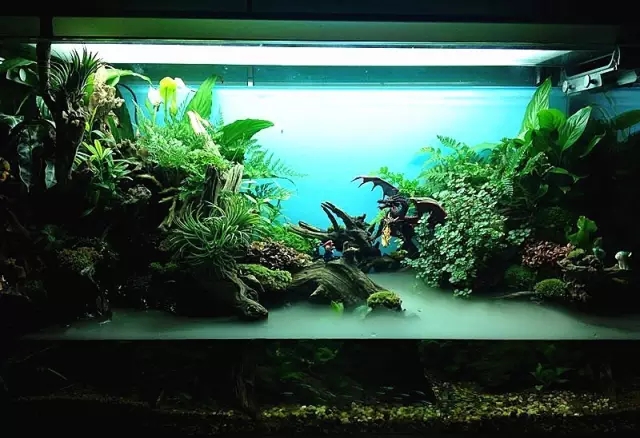 水陆缸造景雨林用的什么石头,普通鱼缸如何改造成雨林水陆缸