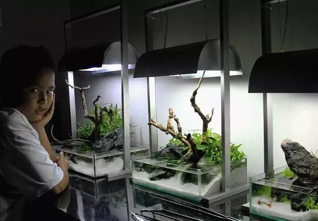 水陆缸造景雨林用的什么石头,普通鱼缸如何改造成雨林水陆缸