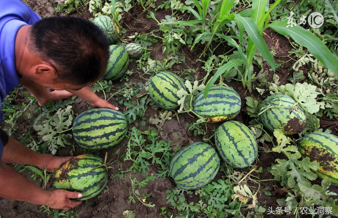 西瓜成熟期遇雨怎么办,暴雨期成熟西瓜的管理技巧