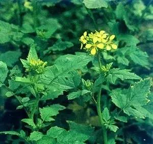 三伏贴需要中医主治吗,三伏贴白芥子需要炒吗