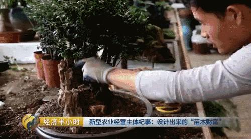 小盆栽生意赚钱吗,小盆栽几万块