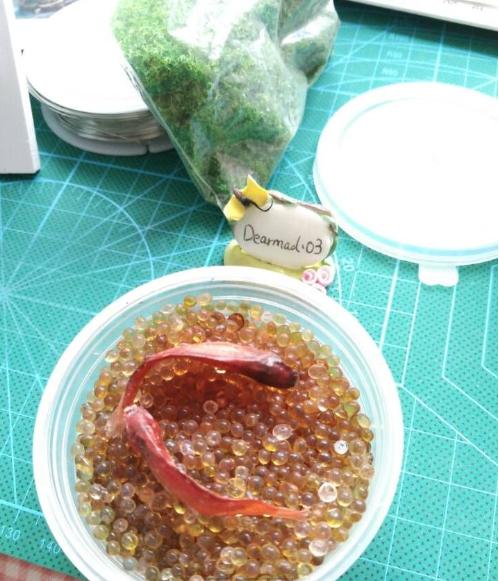 小小的金鱼死了怎么才能救活,彩色的金鱼死了还可以救活吗